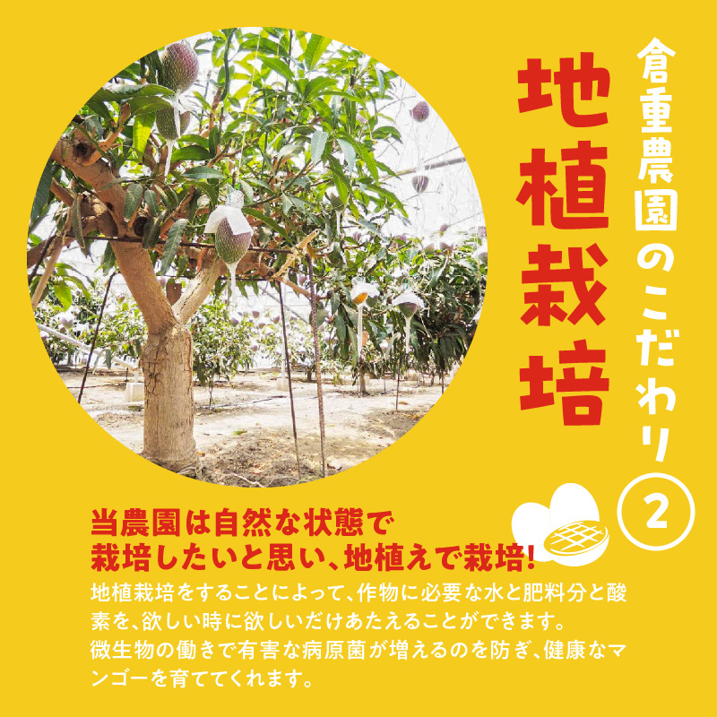 【家庭用】くるめで育った完熟マンゴー （3玉：約0.8～1kg）