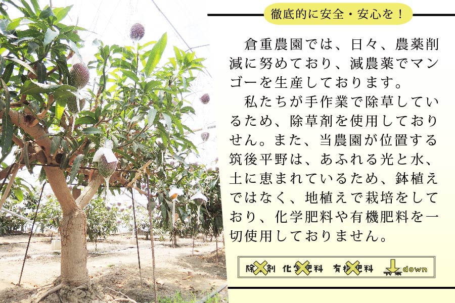 【家庭用】くるめで育った完熟マンゴー（4～6個：約1.5㎏～約1.8kg）