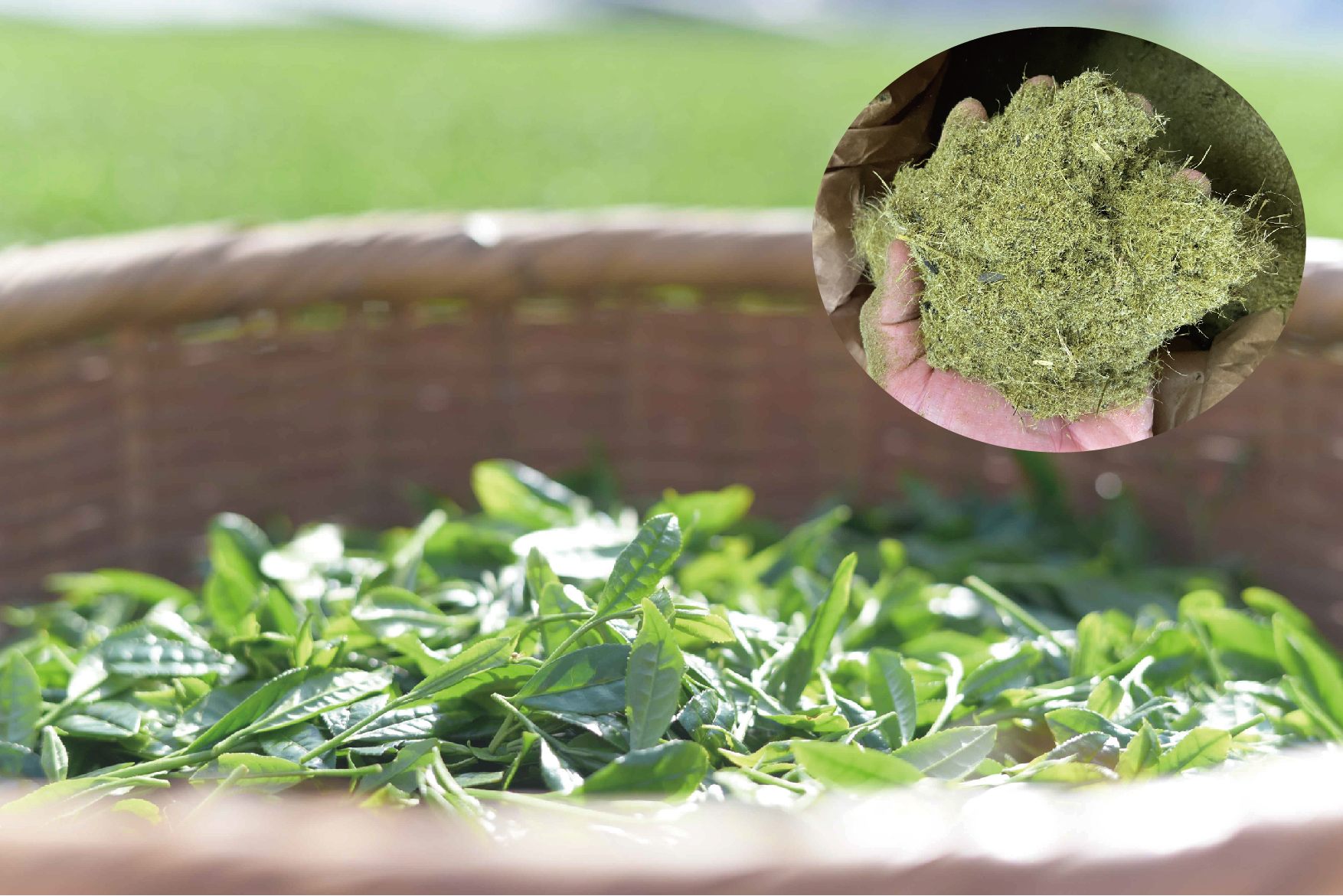 【先行予約】肥料に八女茶使用！甘みとうま味をたっぷり含んだ春芽アスパラガス　L～２L　１ｋｇ