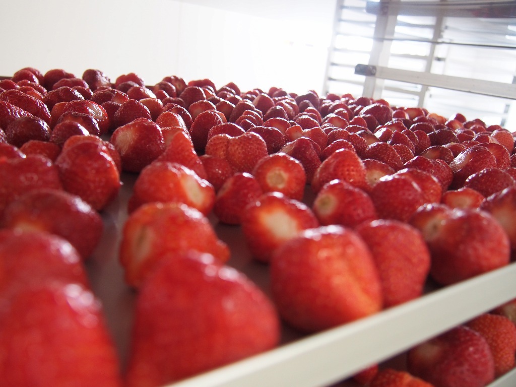 【先行予約】福岡県産あまおう（冷凍2.5kg）いちご　苺　特別栽培【数量限定】
