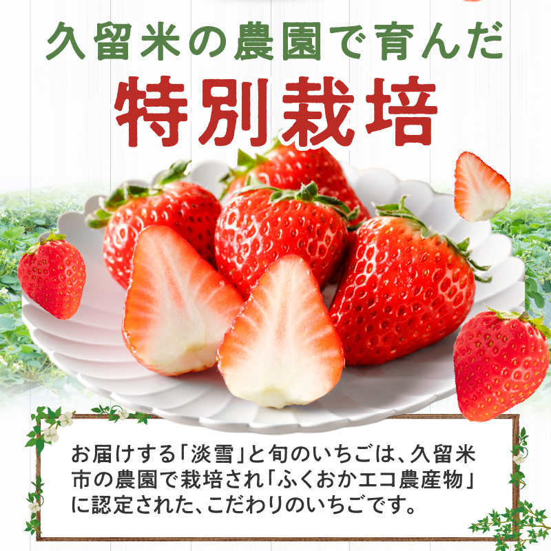 特別栽培 白いちご 淡雪と旬のいちご詰め合わせ紅白セット （ふくおかエコ農産物） 約500g